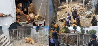 FOTOS | Criadero de perros clandestino en CDMX
